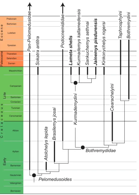 Figure 7 A time-calibrated summary of the strict consensus cladograms retrieved from the phylogenetic analysis
