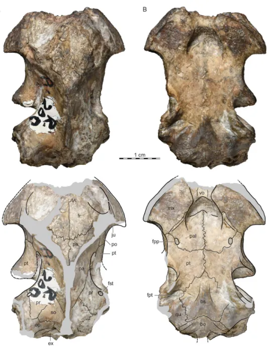 Figure 2 ISI R200, Jainemys pisdurensis comb. nov., holotype, Maharashtra, India, Lameta Formation, Late Cretaceous (Maastrichtian)