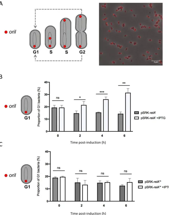 Figure 6. Proportion of G1 bacteria in rich culture medium with or without IPTG for the pSRK-relA’