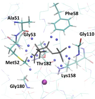 Figure 12. Optimised crystal structure of the chain A of hPSP (lines), Pser (black sticks), Ca ++  (magenta  sphere)
