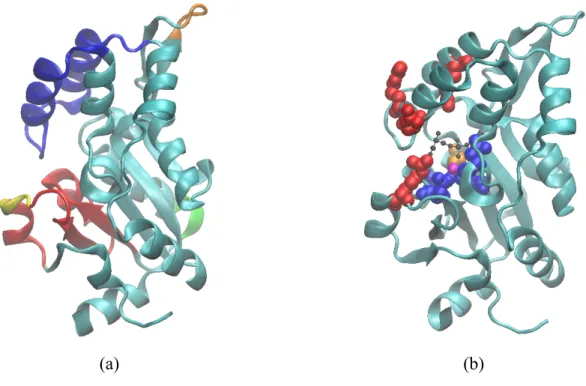 Figure 1. Structure of hPSP taken from the chain A of the crystal structure hPSP-PSer