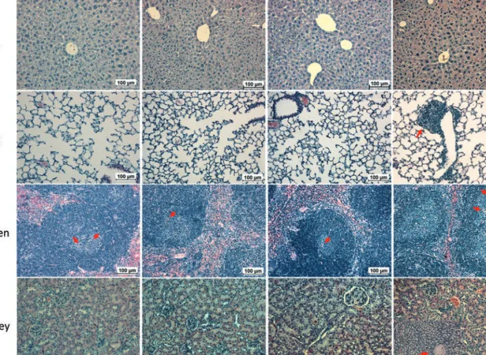 Figure 5. Histological examination. Mouse liver, kidney, spleen and lung at 1 week, 4 weeks and 6 months after a single IV administration of AuNPs-PAA-Ctxb (90  g Au), compared to the age-related control group, which did not receive  AuNPs-PAA-Ctxb
