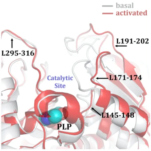 Figure 4. Structural elements determining the access to the active site of hCBS. A zoom-in view  showing the structural elements delineating the entrance to the catalytic cavity in the SAM-free basal  (grey) and in the SAM-bound activated (red) conformatio