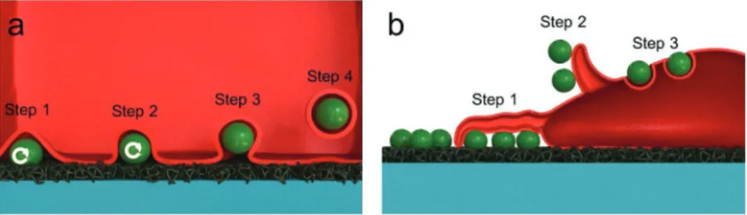 Figure 5.  a) Illustration of particle clearance and chemotaxis on particle surface. b) Confocal micrograph showing successful fabrication of particle  surface on permeable inserts
