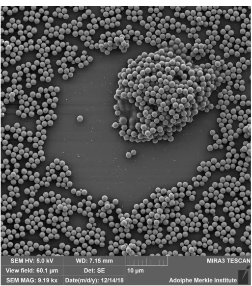 Figure S11. Representative scanning electron micrograph showing interaction between single  MDM and particle surfaces 1200 nm.