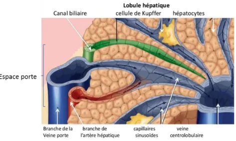 Figure 2: Structure du lobule hépatique humain (figure adaptée et traduite de  http://www.pathologyoutlines.com) 