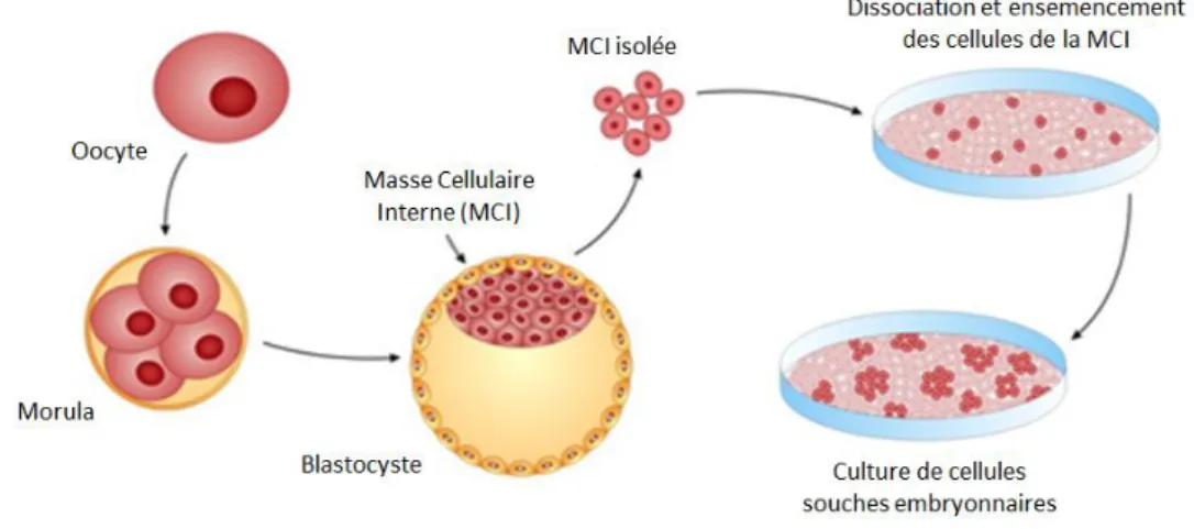 Figure 5: Dérivation de cellules souches embryonnaires à partir d'un blastocyste humain (figure traduite et  adaptée de Z