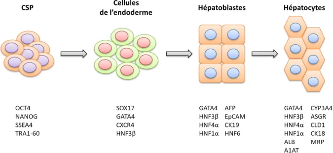 Figure 14: Etapes et marqueurs clés de la différenciation hépatocytaire de CSP 