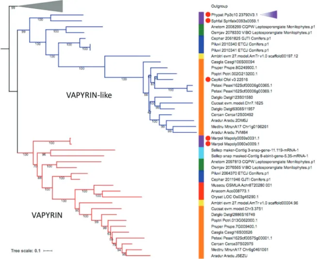 Fig. 1. Phylogenetic tree of the VAPYRIN gene family in selected land plants. Maximum likelihood tree (model JTT+R8) of VAPYRIN (red) and VAPYRIN-like (blue)