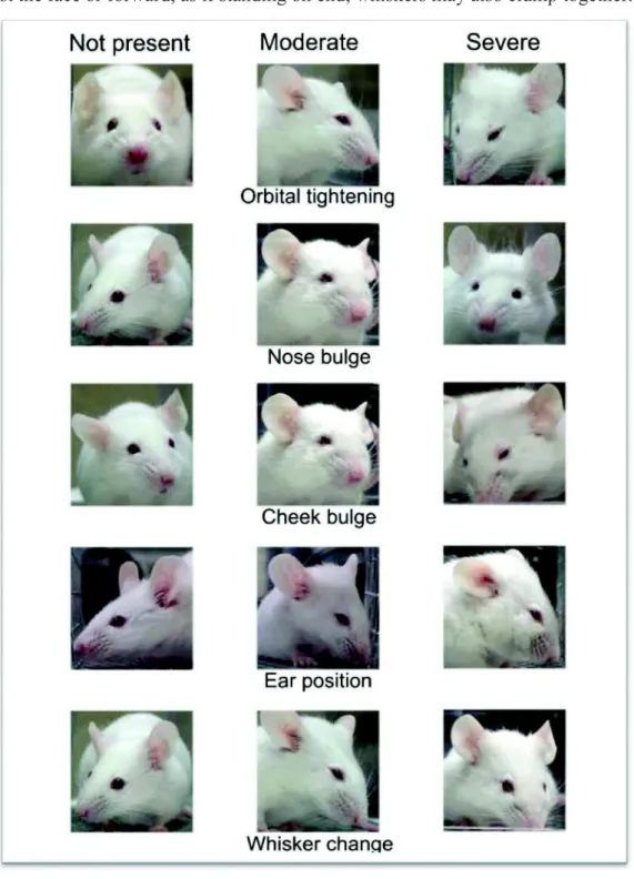 Figure  5:  Images  of  the  three  values  (not  present,  moderate  and  severe)  of  mice  exhibiting  behavior  corresponding  to  each  one  of  the  five  facial  features  characterized  in  this  scale