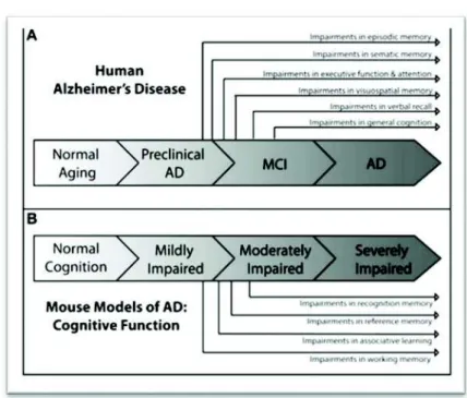 Figure 12. Overview of the progression of cognitive deficits in human AD (A) and in mouse  models of AD (B) (Webster et al., 2014).