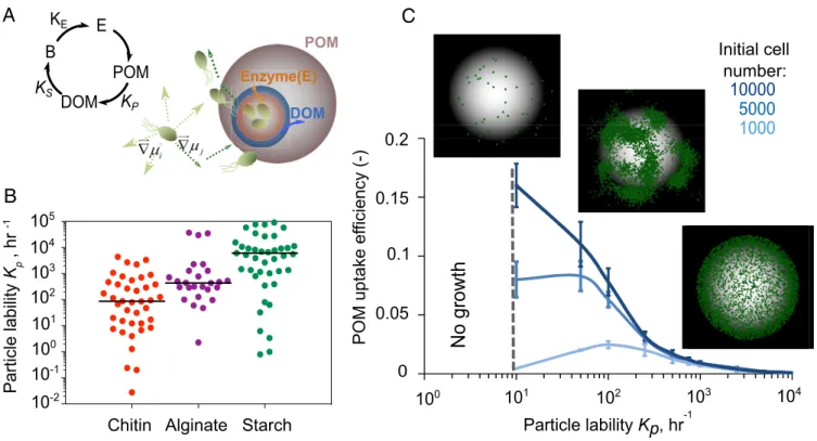 Fig. 1. POM uptake efficiency is regulated by an emergent rate-yield trade-off. (A) A schematic representation of individual-based modeling of microbial dispersal and colonization on the particle is shown on the left