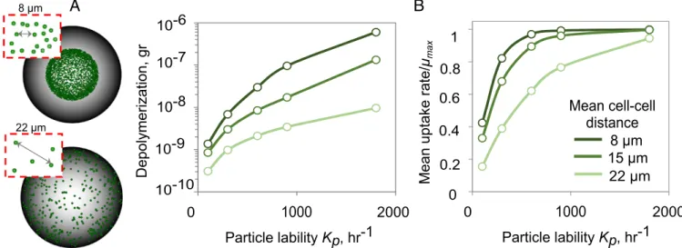 Fig. 2. Patch formation on particle surface enhances the rates of polysaccharide depolymerization and breakdown product uptake