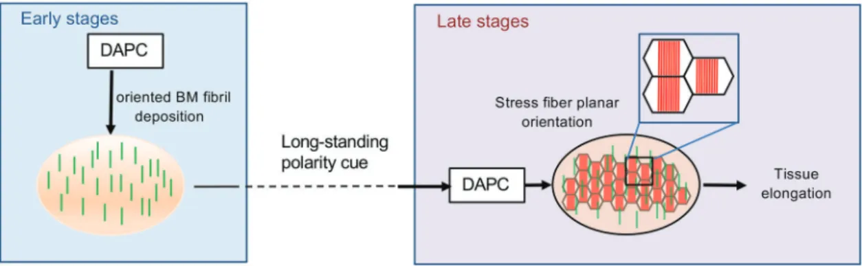 Fig. 8. Dual function of the DAPC during elongation revealing that BM fibrils work as a persistent planar polarity cue