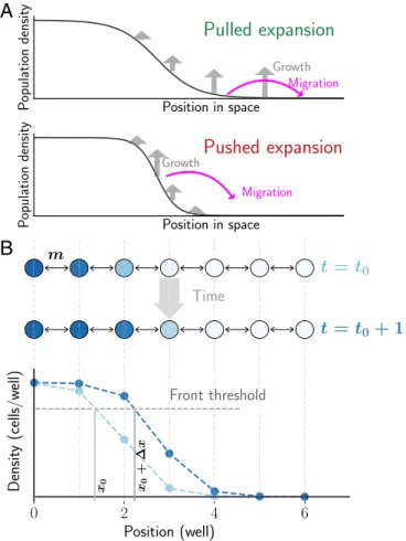 Fig. 1. Experimental setup to study genetic consequences of pulled and pushed range expansions