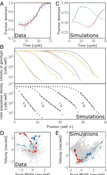 Fig. 4. Rapid takeover by one of the genotypes due to rare fluctuations of the front and selective sweeps