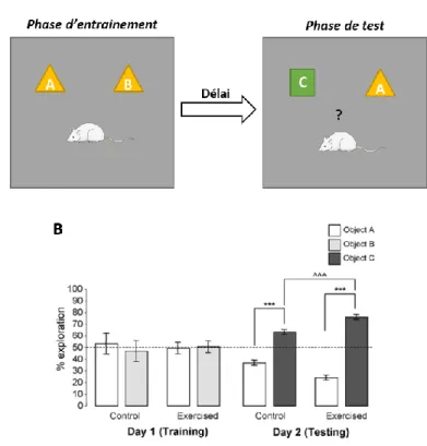 Figure 6 : Effet d’un EX imposé sur la mémoire de reconnaissance chez le rat évaluée par le test  de reconnaissance d’objet