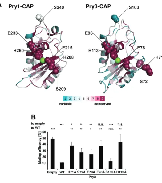 Fig. 4. Mating inhibition by Pry3 requires putative active site residues. (A) Analysis of conserved surface residues of the CAP domain of Pry1 and Pry3