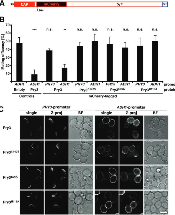 Fig. 5. Pry3 displays polarized localization at the cell surface. (A) Structure of an internally mCherry-tagged version of Pry3