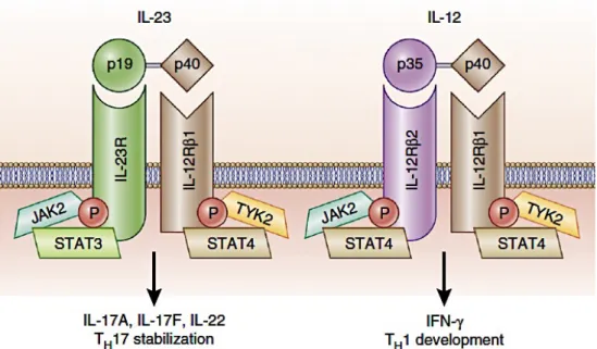 Figure 8: Représentation schématique de l’IL-12, de l’IL-23 et de leurs récepteurs.  Adapté  de Teng et al., 2015