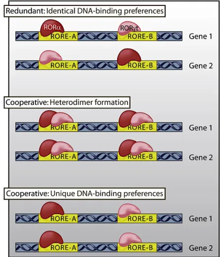 Figure 10: Modèle de fixation des facteurs de transcription ROR sur les gènes possédant  une séquence RORE