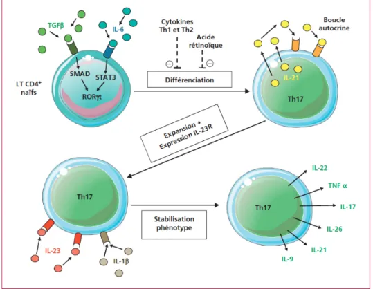 Figure 11: Différenciation des lymphocytes T H 17 chez la souris.  Adapté de Boschetti et al.,  2012