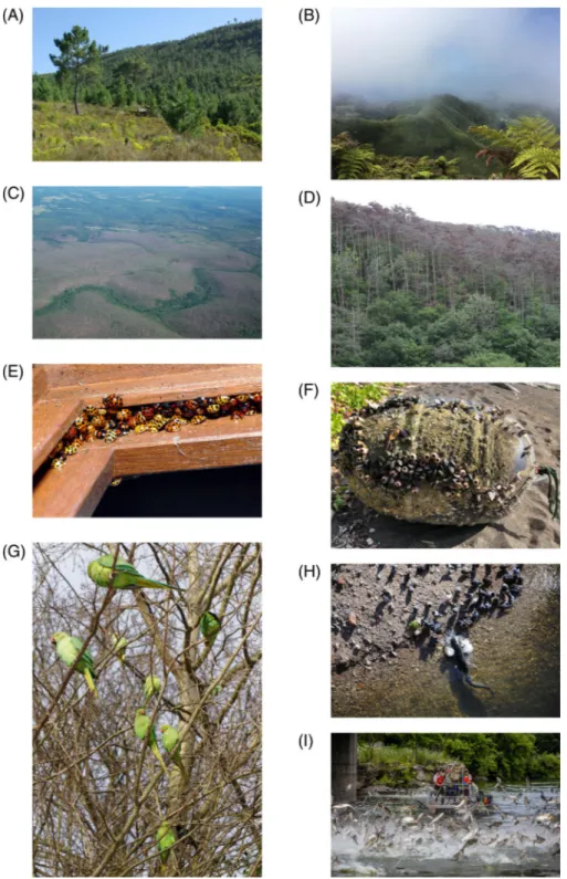 Fig 3. Examples of invasive alien species representing various taxonomic groups and environments