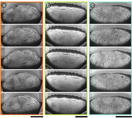 Figure  S2.  Sulawesiella  rafaelae  scale  cross-sections,  related  to  Figure  3.  FIB-SEM  cross-section images implemented in the FDTD simulations for the orange (a), yellow-green  (b) and turquoise (c) colored scales