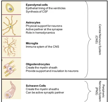 Figure 2: Classification, main functions and structures of glial cells. 