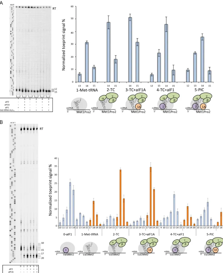 Figure 4. Toeprinting analysis of 30S initiation complexes. (A) Toeprinting analysis of 30S initiation complexes on wt-aEF1A-mRNA