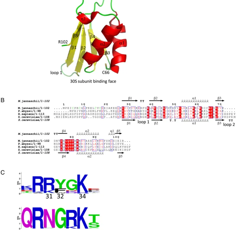 Figure 1. Structure of archaeal aIF1. (A) Crystal structure of aIF1 from Methanocaldococcus jannaschii