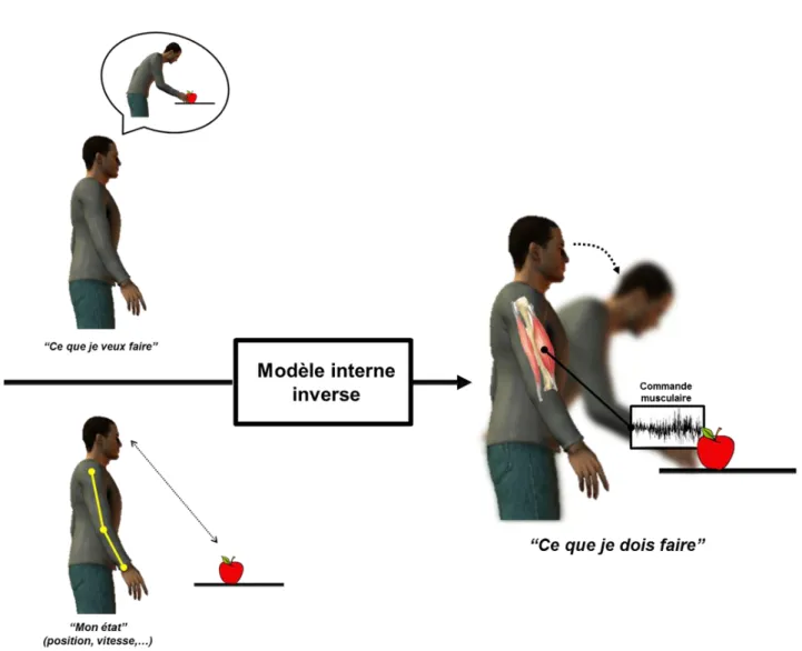 Figure 3. Schéma du modèle interne inverse. Une commande motrice adaptée (« ce que je  dois  faire  »)  est  créée  en  fonction  du  mouvement  désiré  (« ce  que  je  veux  faire »)  et  de 