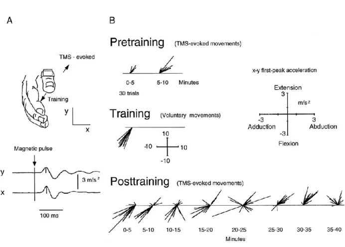 Figure 11. (A.) Paradigme expérimental avec le principe d’enregistrement des mouvements du  pouce induits par SMT