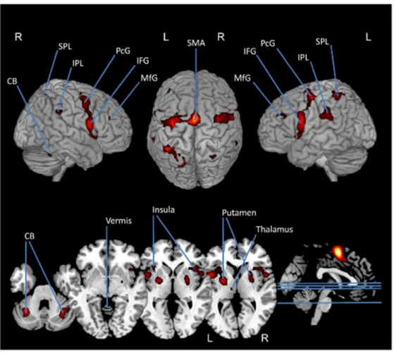 Figure  12.  Méta-analyse  des  activations  corticales  observées  au  cours  de  l’imagerie  motrice,  d’après  Hétu  et  al