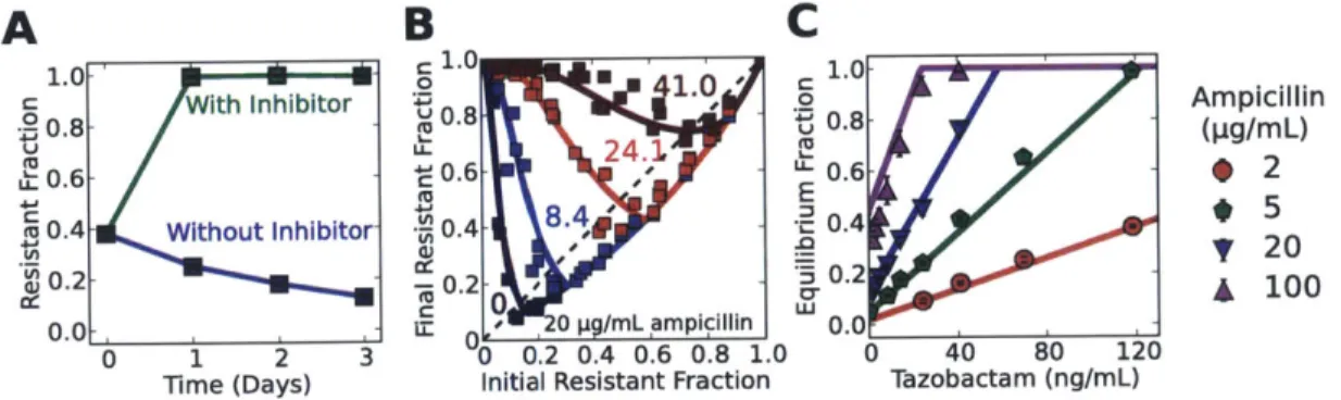 Figure  2-4:  As  predicted  by  the  model,  addition  of  the  -lactamase  inhibitor tazobactam  increases  the  fraction  of resistant  cells  in  the  population