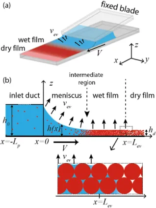 Figure 1: (a) Perspective and (b) side views of the flow coating behavior expected for a  col-loidal dispersion