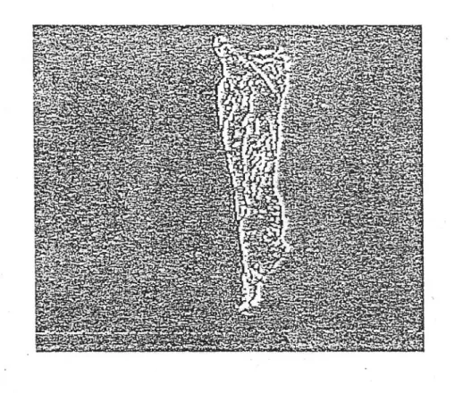 Figure 15 : Image  des passages à zéro d’un Laplaciens