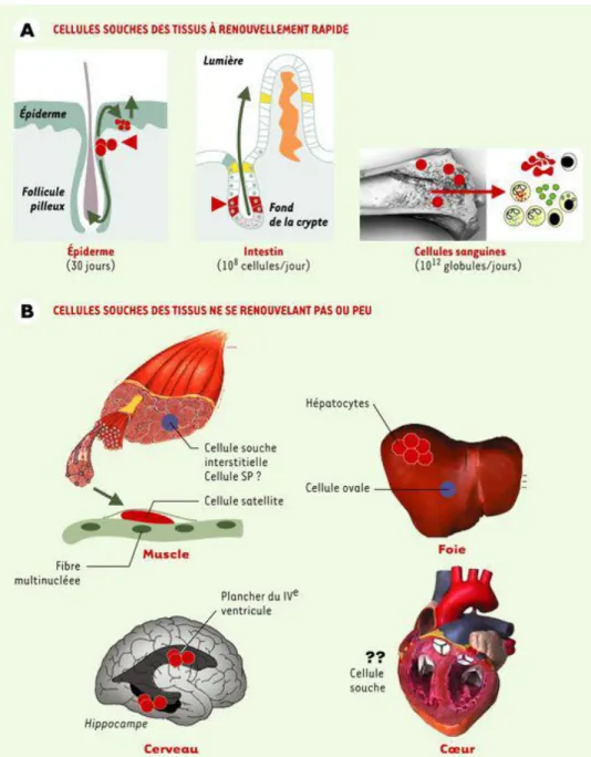 Figure 6 : Les cellules souches des organes à renouvellement tissulaire rapide ou lent