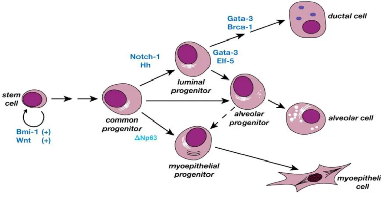 Figure 12 : Proposition d’un modèle de hiérarchie mammaire et des principales voies de  signalisation et facteurs de transcription associés