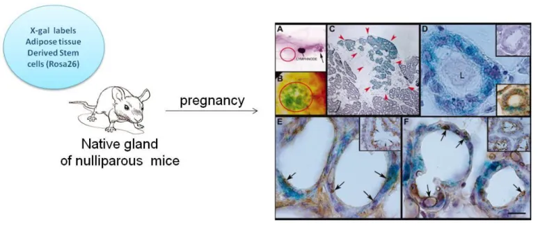 Figure 14 : Différenciation des cellules souches murines du tissu adipeux en cellules  luminales mammaires