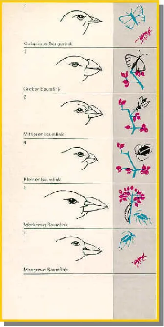 Fig. 27 : Pinsons 