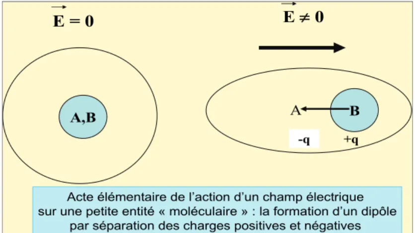 Figure  II-5.  Action d’un champ électrique sur une petite entité moléculaire : création d’un dipôle  par  séparation des barycentres des charges positives et négatives