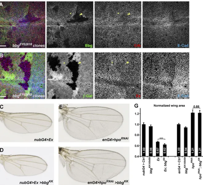 Figure 6.  The upstream Yki negative regulators Crb and Ex are not affected in bbg mutants