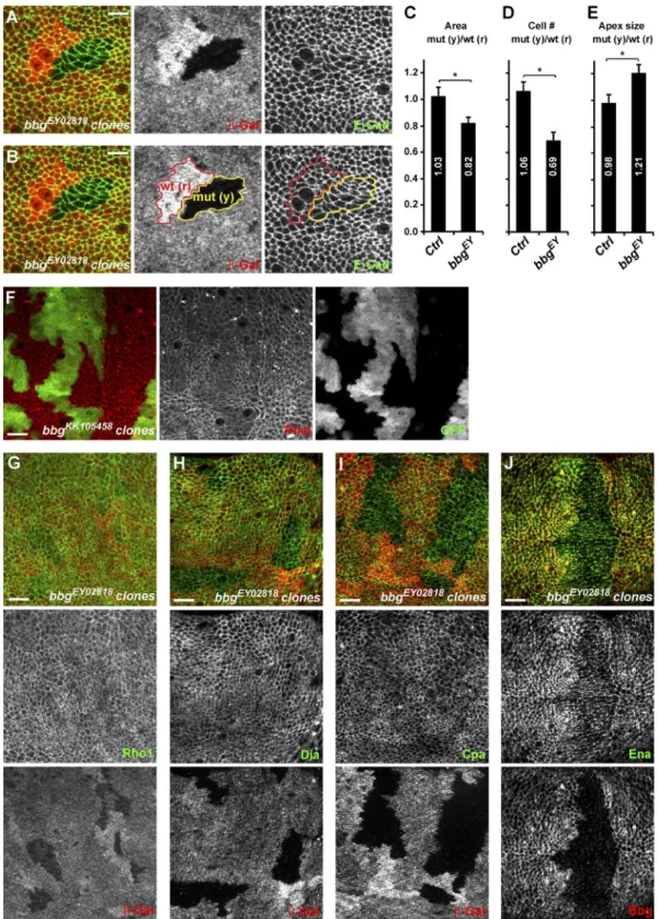 Figure 2.  bbg controls cell number and cell size. (A and B) Mitotic clones for bbg EY02818  in the central region of third instar wing imaginal discs