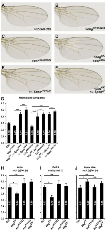 Figure 4.  bbgcan modify the overgrowth of spectrin mutants. (A–F)  Representative adult female Drosophila wings after nubbin-Gal4  (nub-G4)-driven RNAi knockdown of the indicated genotypes