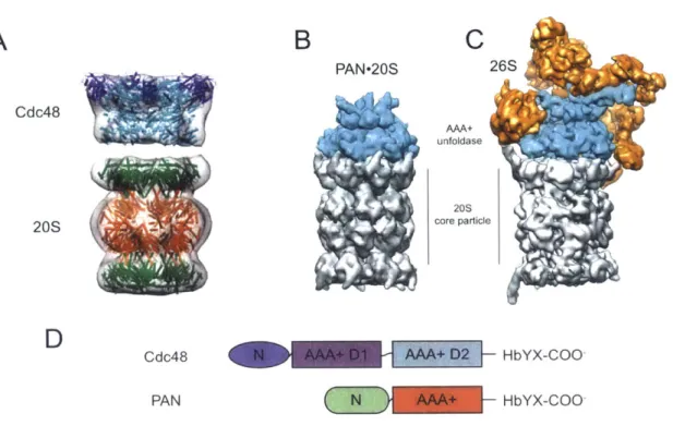 Figure 4.  Structural  representations of archaeal  and  eukaryotic proteasomes.  (A)  Model of archaeal  Cdc48-20S  based  on  a  low-resolution  EM  structure  (Barthelme  et al., 2014) and  crystal  structures  of mammalian  Cdc48/p97 (N  domain  colore