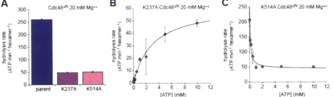 Figure  2.  Effects  of ATP-binding  mutations  in  the  Walker-A  motifs  of the  D1  and  D2 rings