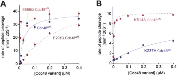 Figure  4.  As  measured  by  nonapeptide  cleavage,  ATP  transactions  in  the  D1  or  D2 rings  influences  Cdc48AN  affinity  for  20S  (10  nM)