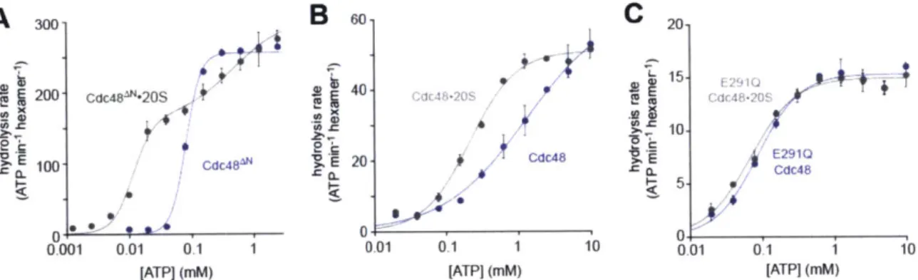 Figure  5.  Effects  of the  205  peptidase  on  ATP  hydrolysis  by  Cdc48  and  variants