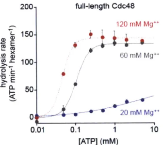 Figure  6.  Effects  of 20,  60,  and  120  mM  MgC 2  on  ATP  hydrolysis.  Increasing  MgC 2